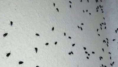 انتشار كبير للخنافس والجهات المعنيه تبرر عدم مكافحتها بأنها "غير مؤذية ولا تعض"