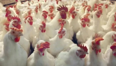 رئيس جمعية حماية المستهلك عبد العزيز معقالي يطالب بحلول عاجلة لأزمة مربي الدواجن