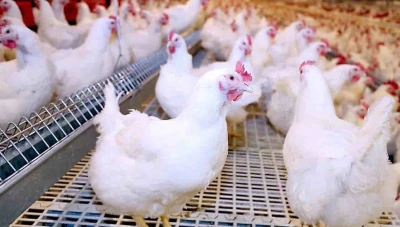 تراجع أسعار الفروج الحـي إلى أدنـى مسـتوياتها