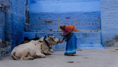 قاضي هندي يدافـع عن البقر: روثها يحمينا من الإشعـاعات الـذرية