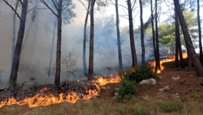 تحـذيرات من انـدلاع حـرائق مرتفعة في الغابات السورية