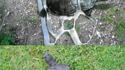 كيف غيّرت حلقة بلاستيكية حياة سلحفاة وجعلتها أيقونة بيئية في أمريكا؟