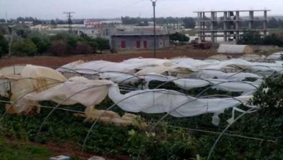 تضـرر عدة محاصيل زراعية بسبب العاصفة المطرية التي ضـربـت الساحل السوري