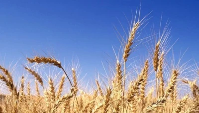 جدل بين وزير التجارة الداخلية و مدير مؤسسة الحبوب حول القمح الهندي