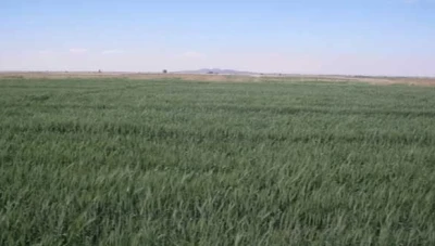 أمطار آذار تنعش القمح وتحصر الصعوبات بالأسمدة والمازوت