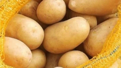 السورية للتجارة تطرح البطاطا المصرية بسعر أرخص من السوق