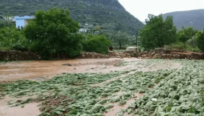 موجات الصقيع تتلف مشاتل التبغ بسوريا