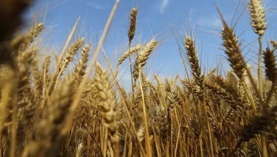 مؤسسة الحبوب: هناك نقص حـ.ـاد بالقمح والحكومة تحاول التعويض!!