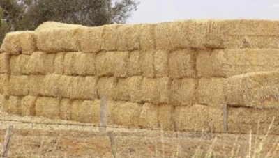 إعفاء مادة التبن العلفي من جميع الرسوم الجمركية