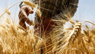 تسعيرة جديدة للقمح بسوريا وخبير يعلّق