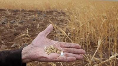 مناقصة لتوريد الذرة الصفراء والشعير و كبسة الصويا