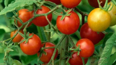 مدير حماية المستهلك يبرر ارتفاع سعر البندورة مجدداً