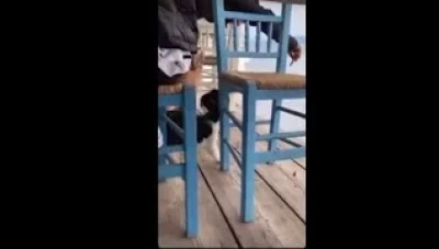 شاب مهـ.ـدد بالسجن 10 سنوات بسبب قطة! فيديو يوثّق كيف استـدرجها