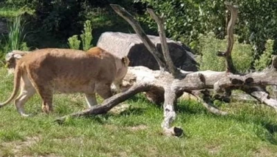 حادثة مـ.ـروعة... أسد يفتـ.ـرس طفلة أمام أعين ذويها