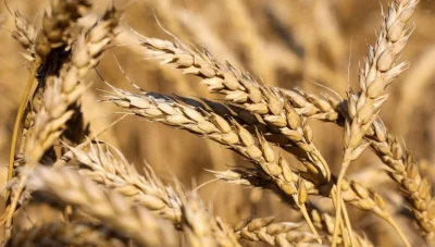 الهند تتعهد بمواصلة تصدير القمح إلى الدول التي تحتاجه