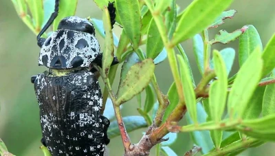 مكافأة مالية كبيرة لمن يكافح هذه الحشرة