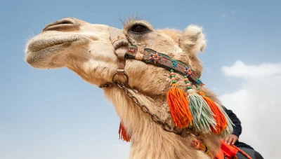 تفسير رؤية الجمل في المنام