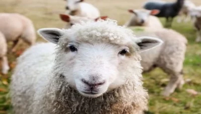 محكمة تسجن خروف لمدة 3 سنوات لسبب غريب