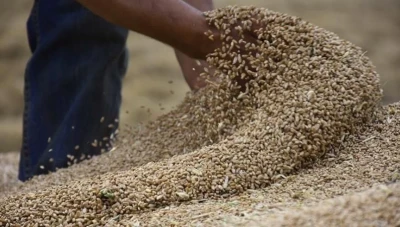 وزيرة تدعو الحكومة السورية إلى تسعير القمح وفق الأسعار العالمية