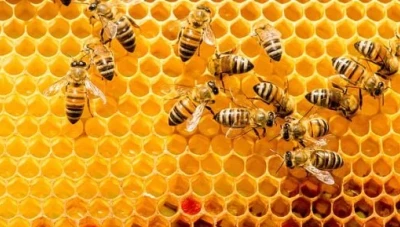 محكمة أمريكية تقرر أن النحل نوع من أنواع الأسماك