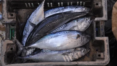 سمك الدراويش يتسبب بتسـ.ـمم عدد كبير من السكان