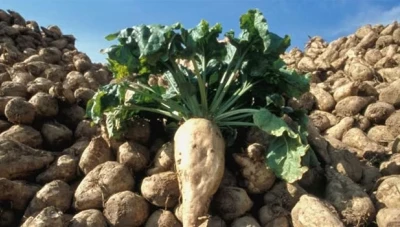 منح مكافأة مالية عن كل طن شوندر يورد من قبل الفلاحين