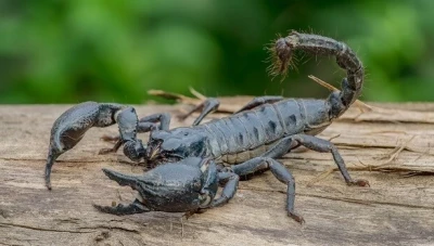 فرض ضريبة على العقارب والثعابين!