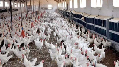 مقـ.ـتل عائلة كاملة بسبب دجاجة