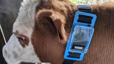 جديد سوريا... بطاقة ذكية للبقر