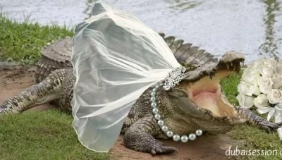 بالفيديو... عمدة مدينة يتزوج من تمساح ويقبله