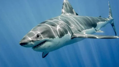 أسماك القرش تصل المياه السورية