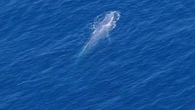 بالفيديو وصول حوت ضخم إلى الشواطئ السورية