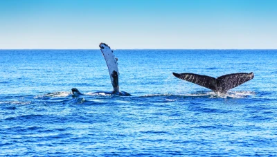 توضيح من الهيئة العامة للثروة السمكية حول رصد حيتان قبالة السواحل السورية