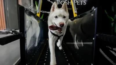 افتتاح أول صالة ألعاب رياضية مليئة بالطاقة الايجابية للكلاب في الإمارات