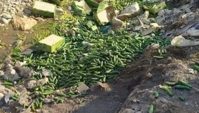 اتلاف كمية كبيرة من المحاصيل الزراعية لسقايتها بمياه ملوثة