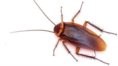 ما هو تفسير رؤية الصراصير في المنام.. وأهم دلالاته