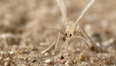 تفشي داء الليشمانيا في محافظة حماة