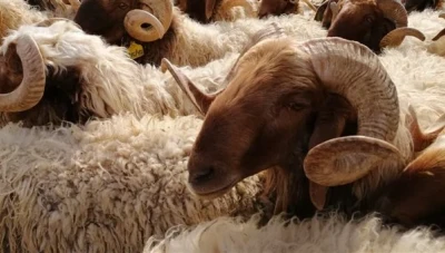 نشرة جديدة تحدد أسعار الخرفان والعجول مع توافق جزئي بين اللحامين والمواطنين