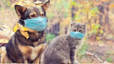 العثور على أجسام مضادة لفيروس كورونا لدى القطط والكلاب