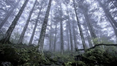 سقطت عليهما صخرة.. وفاة سورييّن اثنين بغابة في كرواتيا