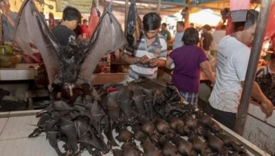 فيديو صادم لاستمرار أسواق آسيوية ببيع الخفافيش والقرود والثعابين.. رغم الحظر