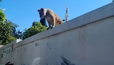 العثور على شبل أسد في قرى الأسد في سوريا