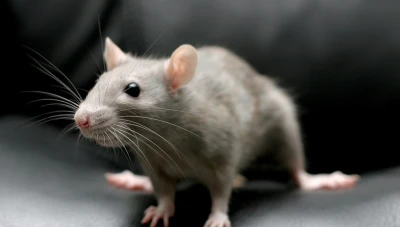 رؤية الفار في المنام