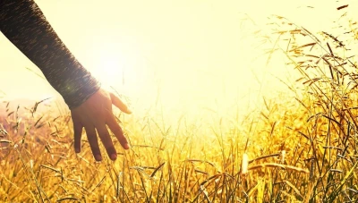 استيراد القمح وتأمين الإنتاج الزراعي في سوريا