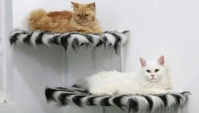 افتتاح أول فندق للقطط في سوريا 