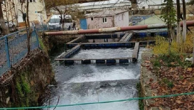 مبادرة لنقل سمك السلمون من تركيا إلى نهر الفرات بسوريا