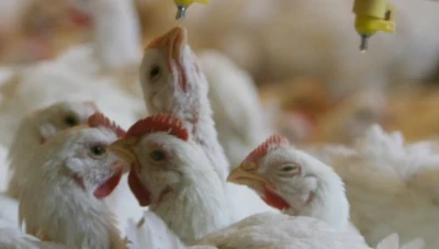خبير زراعي: وقف دعم مربي الدواجن يعرض قطاع إنتاج الغذاء في سوريا إلى الإنهيار