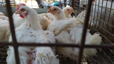 انخفاض أسعار الفروج في الأسواق السورية