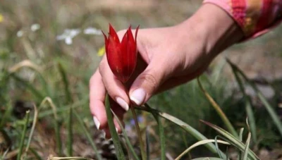 غرامة 10 آلاف دولار لمن يقطف زهرة "توليب مانيسا" النادرة في تركيا