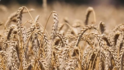 أكثر من 76 مليون طن إنتاج روسيا من الحبوب